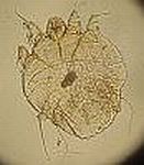 schimmel-haut-katzen-pilz-microsporum-canis schimmel-haut-katzen-pilz-microsporum-canis-Ozonbehandlung